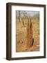 Termite Hills in Gregory National Park, Northern Territory, Australia, Pacific-Tony Waltham-Framed Photographic Print