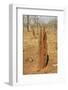 Termite Hills in Gregory National Park, Northern Territory, Australia, Pacific-Tony Waltham-Framed Photographic Print