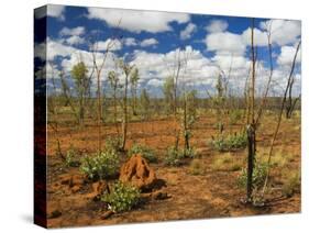 Termite Mounds in the Outback, Queensland, Australia, Pacific-Schlenker Jochen-Stretched Canvas