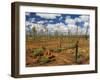 Termite Mounds in the Outback, Queensland, Australia, Pacific-Schlenker Jochen-Framed Photographic Print