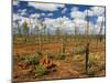 Termite Mounds in the Outback, Queensland, Australia, Pacific-Schlenker Jochen-Mounted Photographic Print