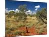 Termite Mounds in the Outback, Queensland, Australia, Pacific-Schlenker Jochen-Mounted Photographic Print