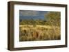 Termite Mounds in the Outback, Queensland, Australia, Pacific-Jochen Schlenker-Framed Photographic Print