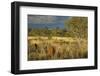 Termite Mounds in the Outback, Queensland, Australia, Pacific-Jochen Schlenker-Framed Photographic Print