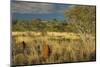 Termite Mounds in the Outback, Queensland, Australia, Pacific-Jochen Schlenker-Mounted Photographic Print