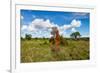 Termite Mount in Tarangire National Park, Tanzania Africa-BlueOrange Studio-Framed Photographic Print