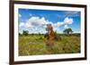 Termite Mount in Tarangire National Park, Tanzania Africa-BlueOrange Studio-Framed Photographic Print