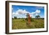 Termite Mount in Tarangire National Park, Tanzania Africa-BlueOrange Studio-Framed Photographic Print