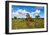 Termite Mount in Tarangire National Park, Tanzania Africa-BlueOrange Studio-Framed Photographic Print