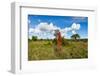 Termite Mount in Tarangire National Park, Tanzania Africa-BlueOrange Studio-Framed Photographic Print