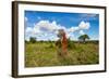 Termite Mount in Tarangire National Park, Tanzania Africa-BlueOrange Studio-Framed Photographic Print