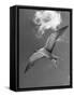 Tern Flying Through the Sky Above the Great Barrier Reef-Fritz Goro-Framed Stretched Canvas