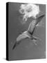 Tern Flying Through the Sky Above the Great Barrier Reef-Fritz Goro-Stretched Canvas