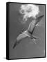 Tern Flying Through the Sky Above the Great Barrier Reef-Fritz Goro-Framed Stretched Canvas