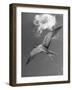 Tern Flying Through the Sky Above the Great Barrier Reef-Fritz Goro-Framed Photographic Print