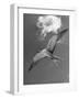 Tern Flying Through the Sky Above the Great Barrier Reef-Fritz Goro-Framed Photographic Print