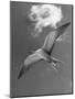 Tern Flying Through the Sky Above the Great Barrier Reef-Fritz Goro-Mounted Photographic Print