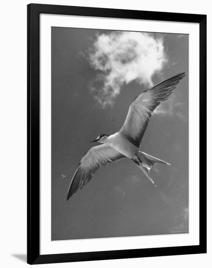 Tern Flying Through the Sky Above the Great Barrier Reef-Fritz Goro-Framed Photographic Print