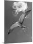 Tern Flying Through the Sky Above the Great Barrier Reef-Fritz Goro-Mounted Photographic Print