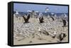 Terns and Seagulls-Richard Cummins-Framed Stretched Canvas