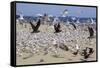 Terns and Seagulls-Richard Cummins-Framed Stretched Canvas