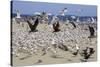 Terns and Seagulls-Richard Cummins-Stretched Canvas