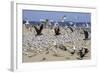 Terns and Seagulls-Richard Cummins-Framed Photographic Print