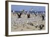 Terns and Seagulls-Richard Cummins-Framed Photographic Print