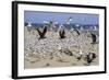 Terns and Seagulls-Richard Cummins-Framed Photographic Print
