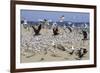 Terns and Seagulls-Richard Cummins-Framed Photographic Print