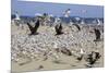 Terns and Seagulls-Richard Cummins-Mounted Photographic Print