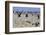 Terns and Seagulls-Richard Cummins-Framed Photographic Print