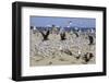 Terns and Seagulls-Richard Cummins-Framed Photographic Print