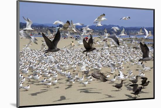 Terns and Seagulls-Richard Cummins-Mounted Photographic Print