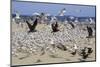 Terns and Seagulls-Richard Cummins-Mounted Photographic Print