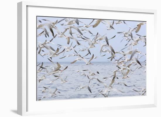 Terns on Capitola Beach, Capitola City, Santa Cruz County, California, United States of America-Richard Cummins-Framed Photographic Print