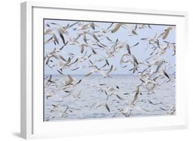 Terns on Capitola Beach, Capitola City, Santa Cruz County, California, United States of America-Richard Cummins-Framed Photographic Print