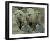 Terra Cotta Warriors and Horses Dig, Xi'an, Shaanxi Province, China-Pete Oxford-Framed Premium Photographic Print