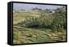 Terrace Farming, Marayoor, Idukki District, Kerala, India, Asia-Balan Madhavan-Framed Stretched Canvas