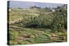 Terrace Farming, Marayoor, Idukki District, Kerala, India, Asia-Balan Madhavan-Stretched Canvas