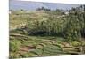 Terrace Farming, Marayoor, Idukki District, Kerala, India, Asia-Balan Madhavan-Mounted Photographic Print