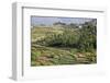 Terrace Farming, Marayoor, Idukki District, Kerala, India, Asia-Balan Madhavan-Framed Photographic Print