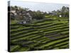 Terrace Fields on Farms, Koviloor, Near Munnar, Kerala, India-Balan Madhavan-Stretched Canvas