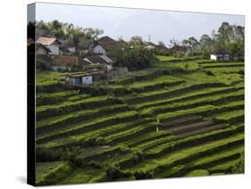 Terrace Fields on Farms, Koviloor, Near Munnar, Kerala, India-Balan Madhavan-Stretched Canvas
