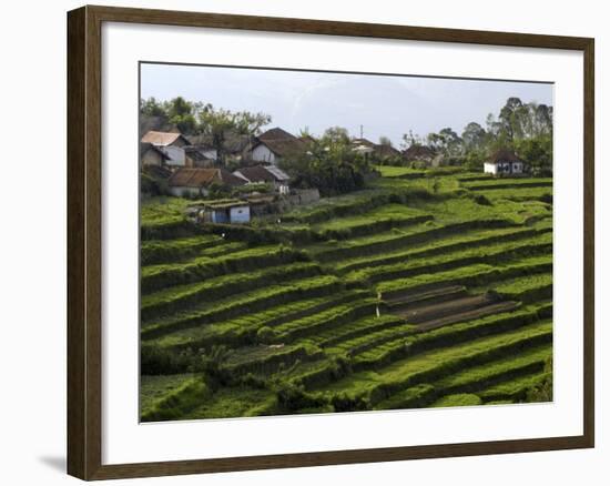 Terrace Fields on Farms, Koviloor, Near Munnar, Kerala, India-Balan Madhavan-Framed Photographic Print