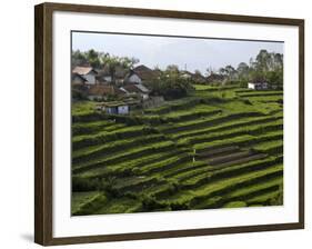 Terrace Fields on Farms, Koviloor, Near Munnar, Kerala, India-Balan Madhavan-Framed Photographic Print