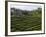 Terrace Fields on Farms, Koviloor, Near Munnar, Kerala, India-Balan Madhavan-Framed Photographic Print