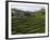 Terrace Fields on Farms, Koviloor, Near Munnar, Kerala, India-Balan Madhavan-Framed Photographic Print