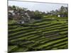 Terrace Fields on Farms, Koviloor, Near Munnar, Kerala, India-Balan Madhavan-Mounted Photographic Print