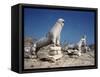 Terrace of the Lions at Delos-Bettmann-Framed Stretched Canvas